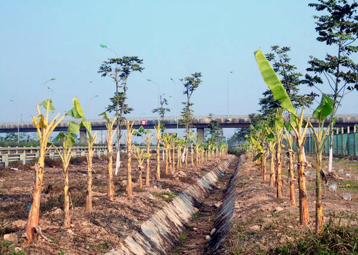 trồng-rau, đại-lộ-Thăng-Long, nông-dân, đền-bù, tận-dụng, khai-hoang trồng-rau, đại-lộ-Thăng-Long, nông-dân, đền-bù, tận-dụng, khai-hoang