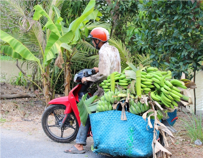 Chuối già, chuối xiêm được thu mua tại vườn chỉ với mức giá từ 30.000 – 40.000 đồng/chục (10 nải). Chuối già, chuối xiêm được thu mua tại vườn chỉ với mức giá từ 30.000 – 40.000 đồng/chục (10 nải).