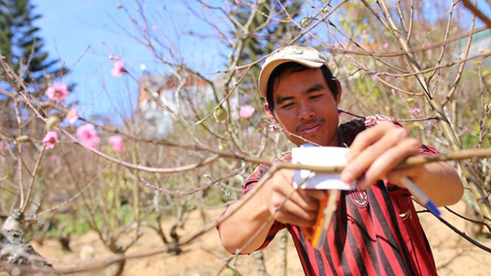 Công nhân bấm số những cây đào khác đã chọn để đến ngày giáp Tết mang đi giao. Ảnh: MAI VINH