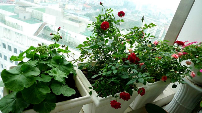 Để có vườn hoa lúc nào cũng nở, chị Hương phải bỏ công ra chăm sóc, như tưới hàng ngày vào buổi sáng, hạn chế tưới buổi tối vì cây rất dễ bị nấm. Lúc nào, chị cũng để ý nhặt hoa lá héo cho vườn luôn đẹp. Để có vườn hoa lúc nào cũng nở, chị Hương phải bỏ công ra chăm sóc, như tưới hàng ngày vào buổi sáng, hạn chế tưới buổi tối vì cây rất dễ bị nấm. Lúc nào, chị cũng để ý nhặt hoa lá héo cho vườn luôn đẹp.