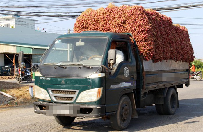 50.000 tấn hành tím tồn đọng, chất cao như núi ở miền Tây