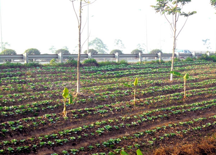 trồng-rau, đại-lộ-Thăng-Long, nông-dân, đền-bù, tận-dụng, khai-hoang trồng-rau, đại-lộ-Thăng-Long, nông-dân, đền-bù, tận-dụng, khai-hoang