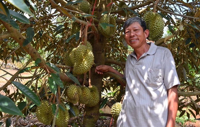 Ông Cường bên vườn sầu riêng sum xuê trái. Ông Cường bên vườn sầu riêng sum xuê trái.