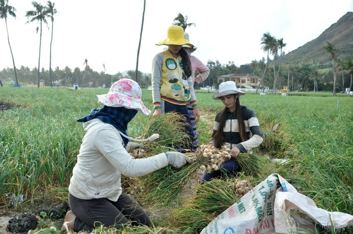 Khách du lịch khi đến Lý Sơn có thể đi trồng hành, trồng tỏi với người dân địa phương Ảnh: TỬ TRỰC