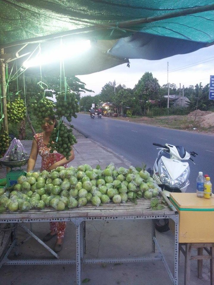 Nhiều nhà vườn mang ổi ra ven lộ bán lẻ để mong gỡ gạc phần nào chi phí nhân công, phân bón... Ảnh: Công Tuấn