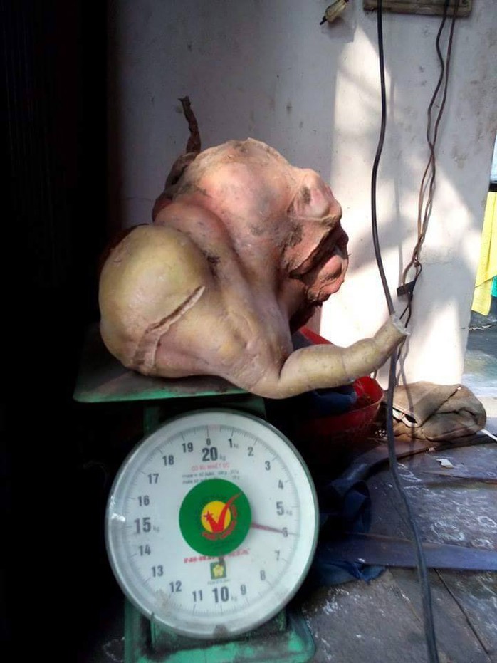 Củ khoai lang nặng đúng 6kg