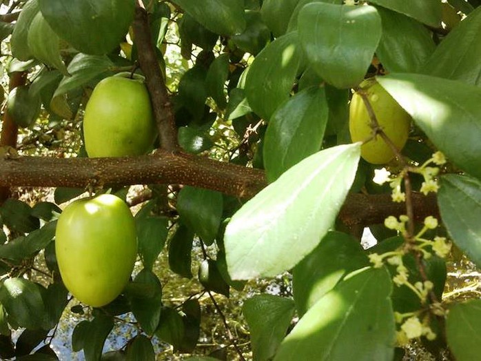 Táo hồng Phong Điền bắt đầu vào mùa thu hoạch