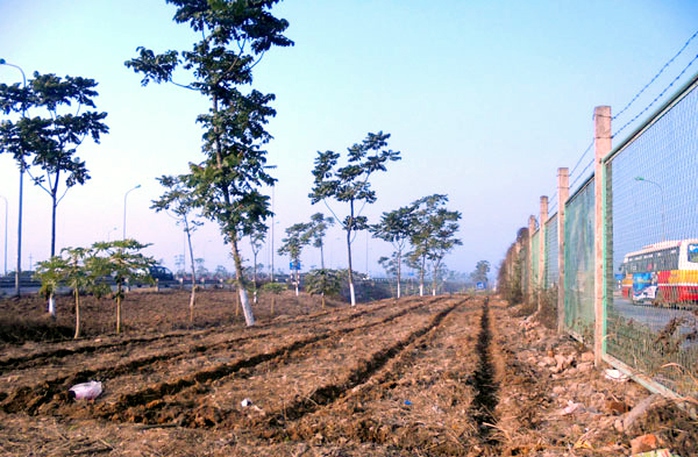 trồng-rau, đại-lộ-Thăng-Long, nông-dân, đền-bù, tận-dụng, khai-hoang trồng-rau, đại-lộ-Thăng-Long, nông-dân, đền-bù, tận-dụng, khai-hoang