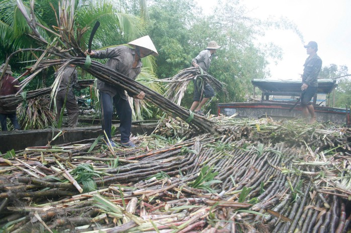 Diện tích trồng mía giảm, cầu vượt cung, người trồng mía ở vùng ĐBSCL hy vọng giá sẽ tăng