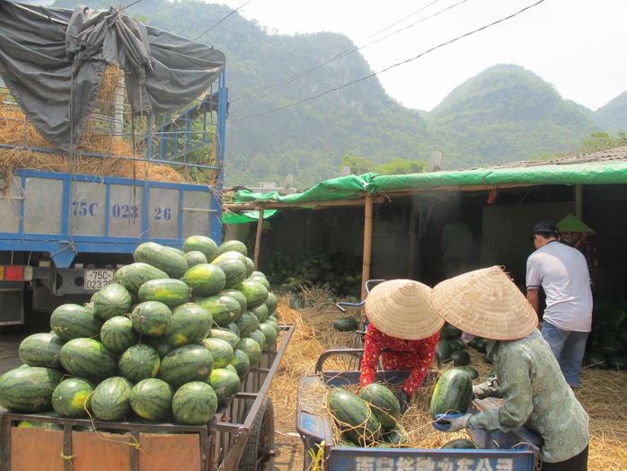 Được mùa dưa nhưng nông dân vẫn không vui vì giá cả bấp bênh