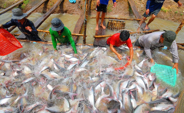 Người nuôi cá tra ở ĐBSCL đang gặp khó vì giá bán giảm Ảnh: NGỌC TRINH