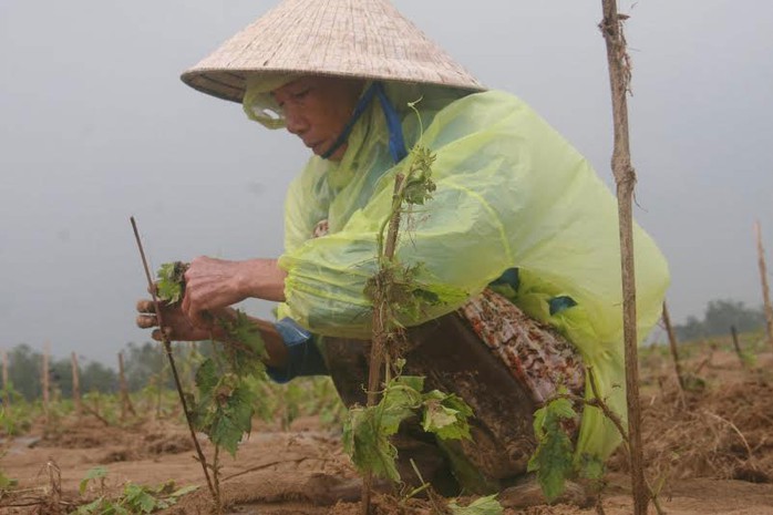 Khi gặp thiên tai, mất mùa, nông dân vay vốn tín chấp sẽ được gia hạn nợ và xem xét cho vay mới. 
Trong ảnh: Một nông dân ở Quảng Nam buộc lại từng dây mướp đắng sau khi bị lũ lụt càn quét vào tháng 11-2013 Ảnh: TRẦN THƯỜNG