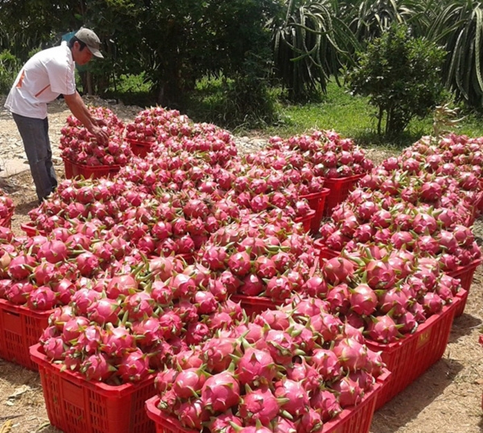 Thanh long Bình Thuận lại rớt giá mạnh