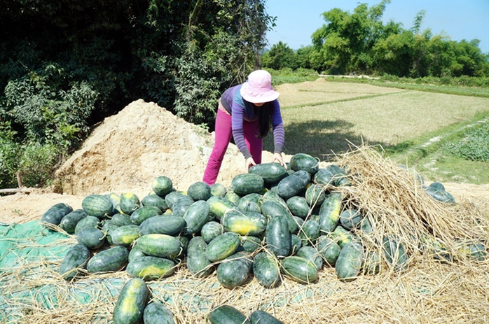 So với vụ dưa năm trước, năm nay giá giảm hơn 1 nửa.