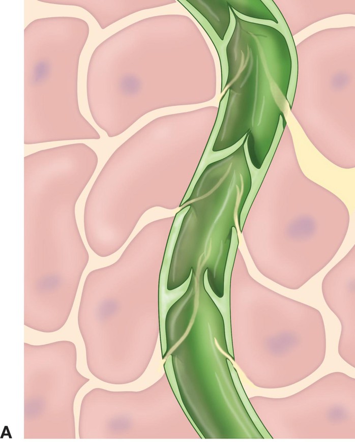 Hình minh họa mạch bạch huyết Ảnh: BIOLOGY-FORUMS