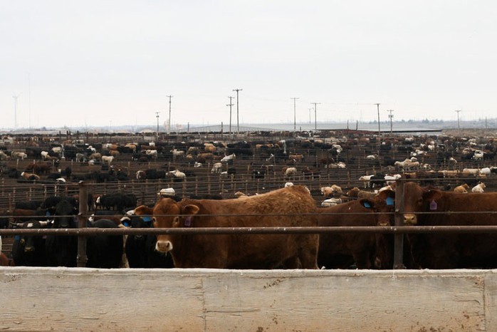 Một trang trại gia súc ở TP Hale Center, bang Texas - Mỹ 
Ảnh: THE TEXAS TRIBUNE