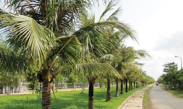 Ảnh minh họa Ảnh minh họa