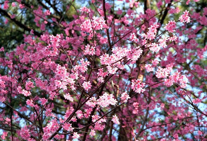 Sắc hồng của loài hoa mỏng manh này, báo hiệu mùa xuân đang đến với Đà Lạt