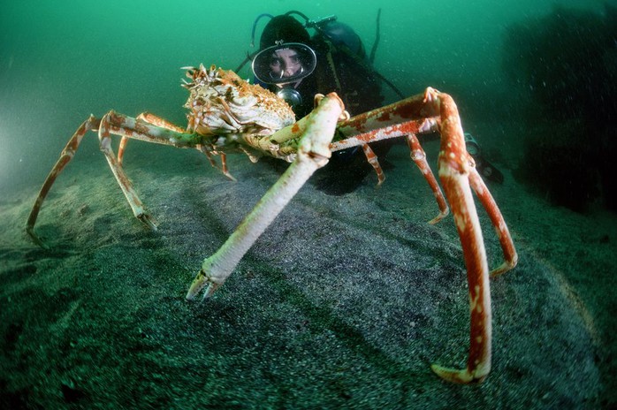 Bà Clark chụp ảnh với cua nhện không lồ Nhật Bản năm 1984. Ảnh: National Geographic