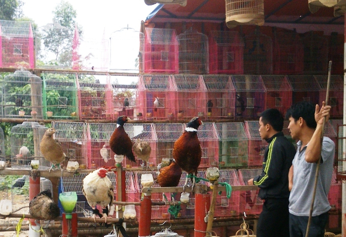 Chim được bày bán tràn lan qua địa phận xã Hà Lĩnh nhiều ngày qua