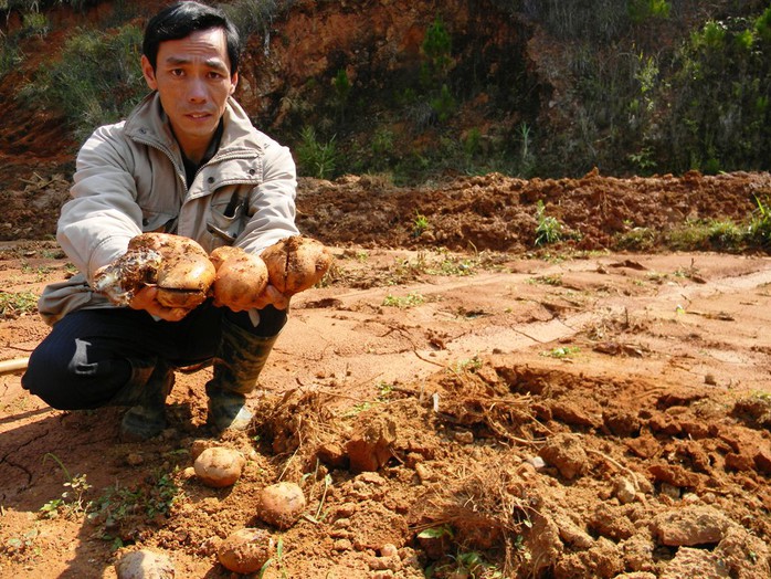 Hơn 2.600 m2 khoai tây của hộ anh Võ Hiếu chỉ còn vài ngày nữa là thu hoạch nhưng nay đã bị nước và bùn đỏ nhấn chìm, khoai đã bị thối rữa hoàn toàn.