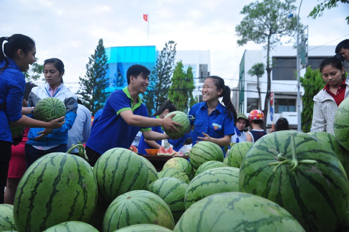 Hiện tại ở Quảng Ngãi giá dưa hấu chỉ còn 300-500 đồng/kg nhưng không có thương lái thu mua