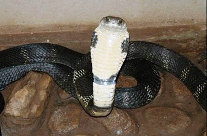 Rắn hổ mang chúa là loại rắn có nọc cực độc, có thể cắn chết người chỉ cần 1 vết cắn - Ảnh minh họa
