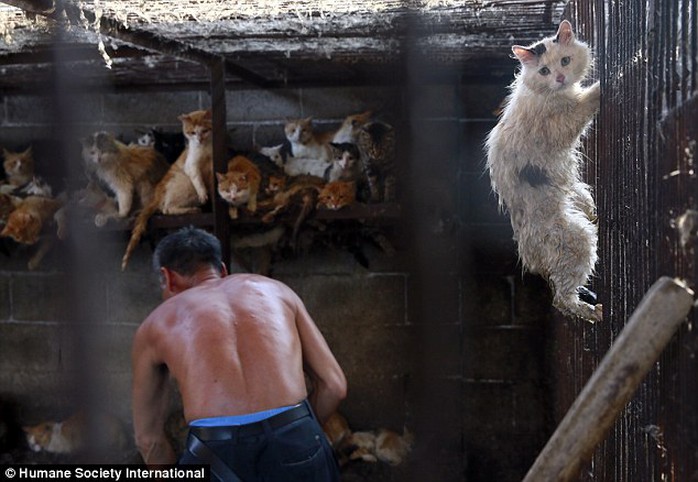 Khoảng 10.000 con chó và mèo chờ bị giết thịt tại các lò mổ ở Ngọc Lâm. Ảnh: HSI