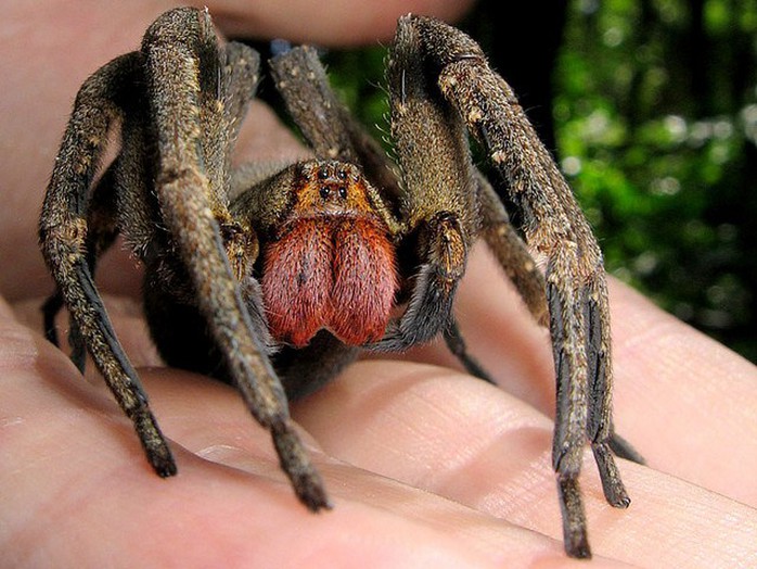 Những loài nhện khổng lồ nhất hành tinh - 2