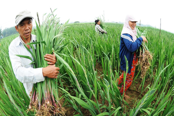 Ông Nguyễn Phú Vinh (ngụ xã Nghĩa Hà) cho biết, cứ tháng 5 âm lịch hàng năm, người dân làng hoa đón xe đò lên Đà Lạt để mua giống lay ơn mang về trồng ở bãi bồi sông Trà Khúc. Chúng tôi xuống giống hoa vào rằm tháng 10 âm lịch, hơn hai tháng sau thì thu hoạch bán thị trường dịp Tết có thu nhập gấp hàng chục lần so với trồng lúa trên cùng diện tích - ông Vinh nói.