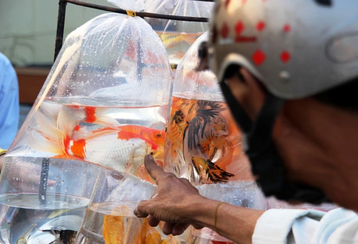 Nhiều người chọn mua cá chép Nhật (cá koi) loại nhỏ để phóng sinh với quan niệm may mắn, tích đức.