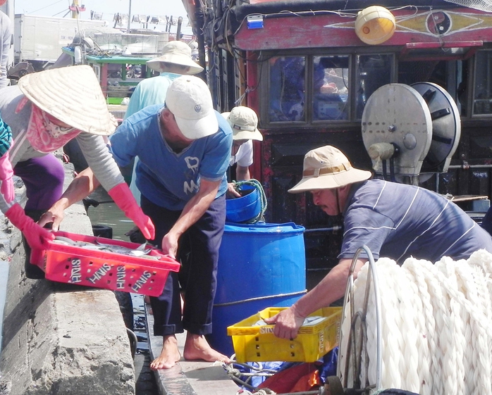 Lái buôn mua cá ngay tại bến cảng Thuận An