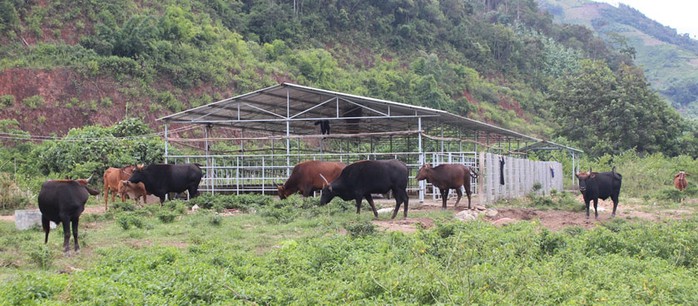 Những con bò tót lai F1 ở Vườn Quốc gia Phước Bình đang tăng trưởng tốt