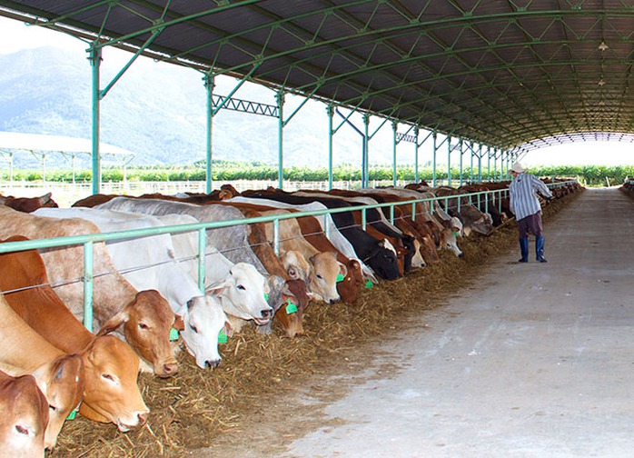 Một trang trại bò của Hoàng Anh Gia Lai Một trang trại bò của Hoàng Anh Gia Lai
