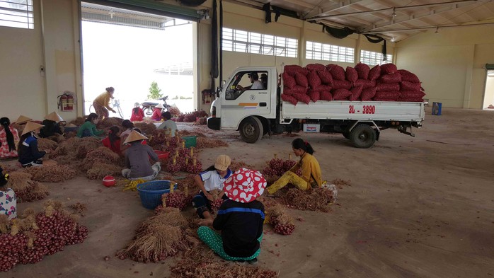 Hiện tại, hành tím còn tồn đọng trong dân chỉ khoảng 3.000 tấn