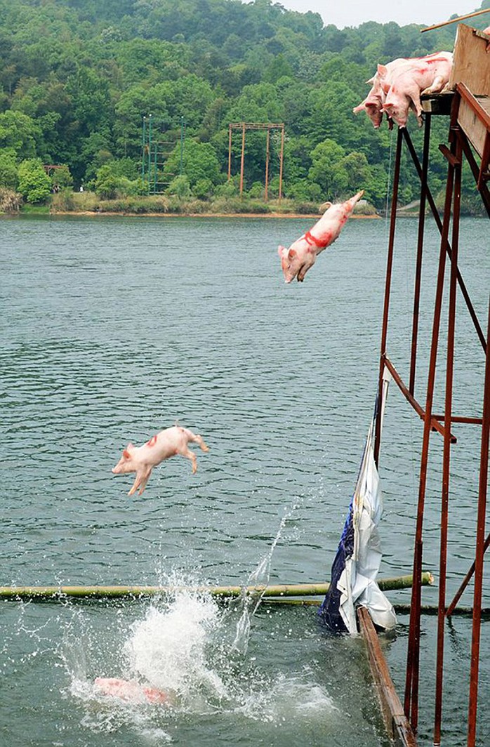 Những chú heo bị đẩy xuống hồ. Ảnh: Daily Mail