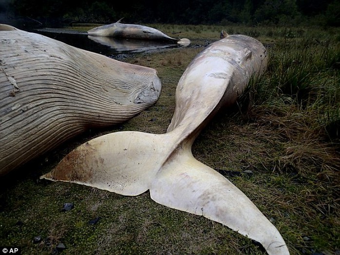 Cá voi Sei chết tại bờ biển Chile