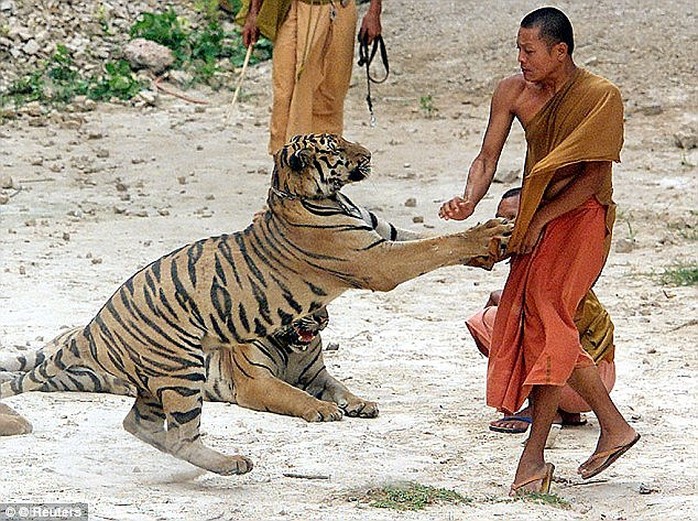 Chùa Wat Pha Luang Ta Bua hiện nuôi đến 150 con hổ. Ảnh: Reuters