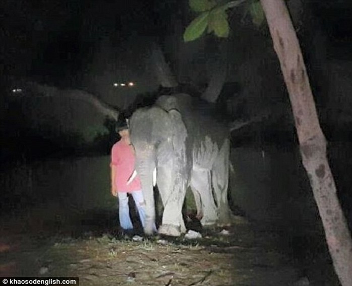 Chú voi được dắt ra xa sau khi làm chết người. Ảnh: Khaosodenglish.com