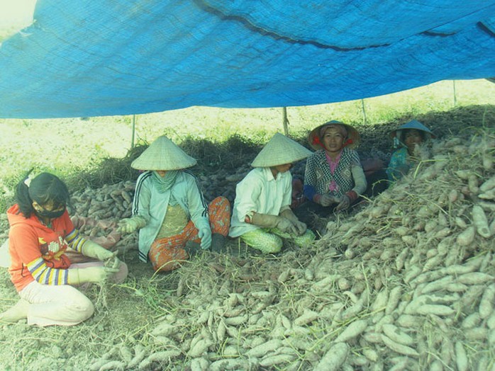 Khoai lang tại Vĩnh Long phải đổ đống do thương lái Trung Quốc đặt hàng nhưng không mua