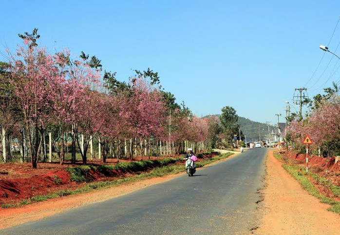 Hoa mai anh đào đầy quyến rũ trên QL20, đoạn qua xã Xuân Thọ (TP Đà Lạt)