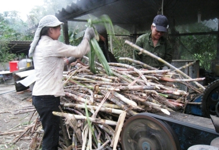 Mía là nguyên liệu chính để làm mật mía