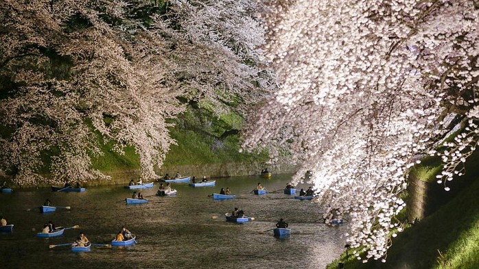 Từng cặp đôi bơi thuyền trên hào nước Chidorigafuchi, Tokyo để thưởng hoa và chụp hình kỷ niệm. Ảnh: EPA
