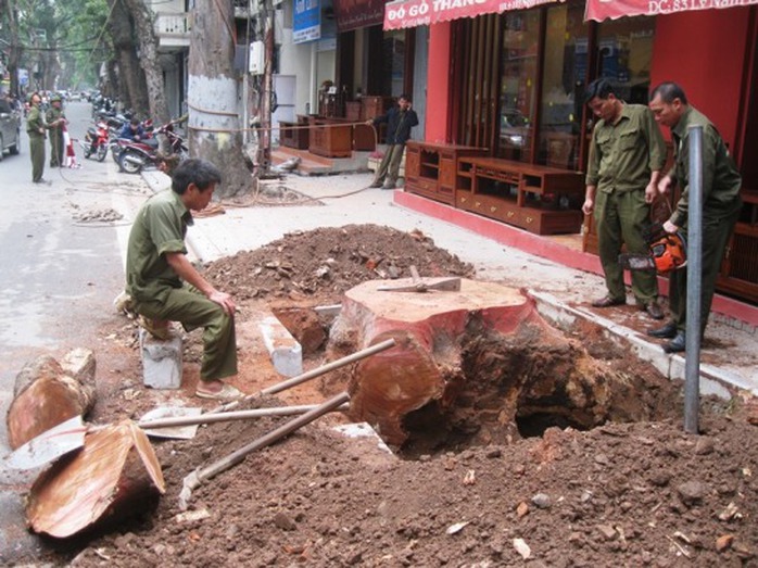 Công nhân đang tiến hành cưa, chặt cây khô mục