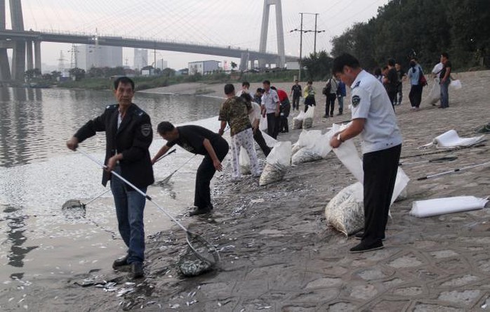 Người dân vớt cá chết ở sông Hải Hà hôm 20-8. Ảnh: Reuters