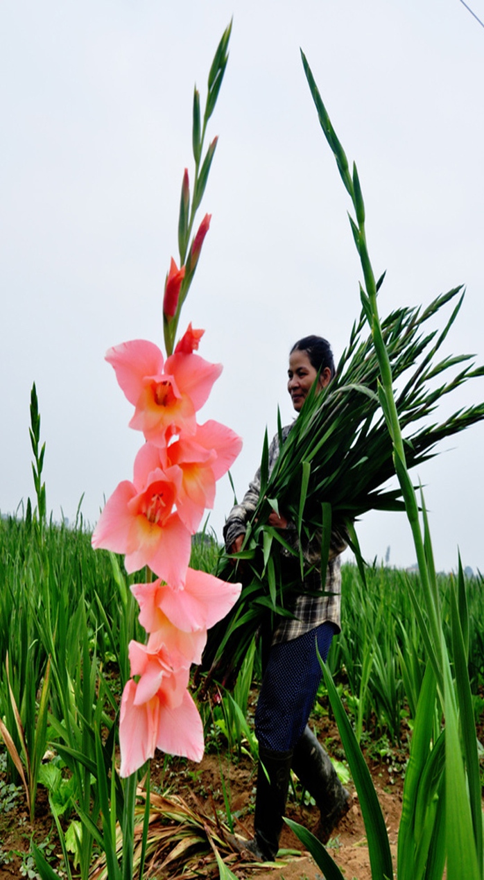 Người nông dân này lý giải, hoa lay ơn Đà Lạt trồng thành công ở Quảng Ngãi là nhờ được trồng vào mùa mưa, tiết trời cũng se lạnh tương tự Tây Nguyên. Trồng loài hoa này chỉ tốn tiền đầu tư giống, phân bón, ít tốn công chăm sóc, tưới nước như những cây khác nhưng mang lại giá trị kinh tế rất cao.