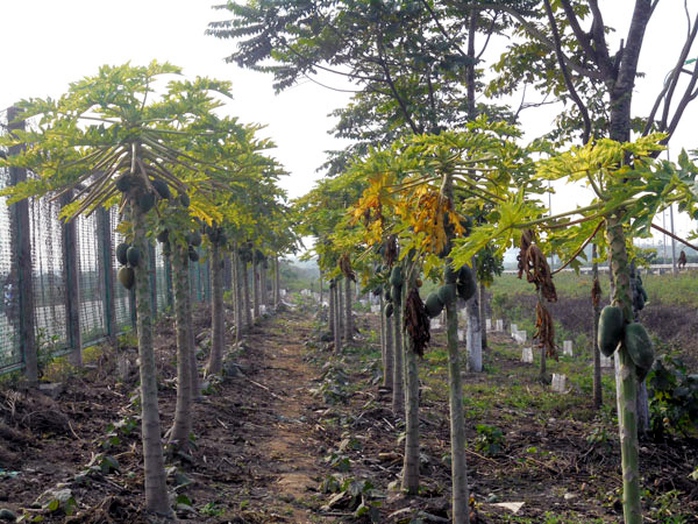 trồng-rau, đại-lộ-Thăng-Long, nông-dân, đền-bù, tận-dụng, khai-hoang trồng-rau, đại-lộ-Thăng-Long, nông-dân, đền-bù, tận-dụng, khai-hoang
