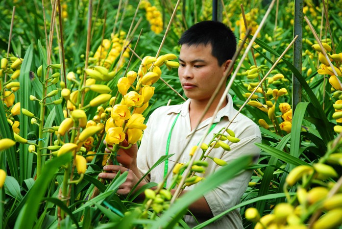 Người trồng địa lan ở Đà Lạt méo mặt vì chưa đến Tết hoa đã nở vàng rực Ảnh: THẠCH THẢO