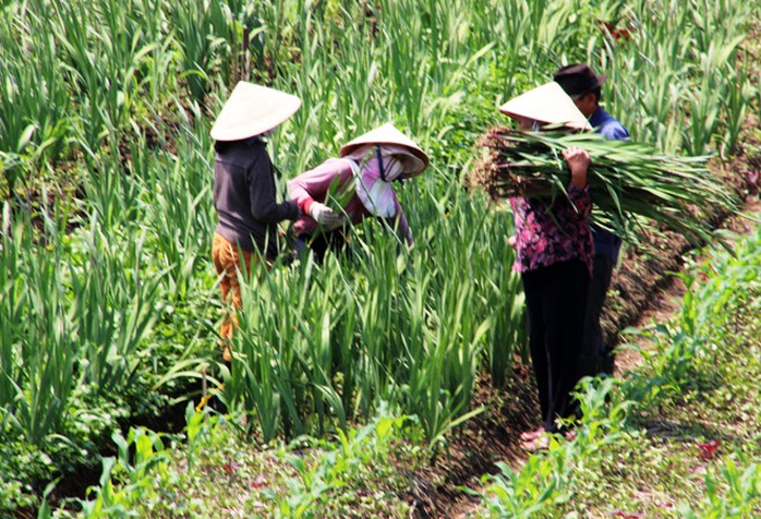 Nhà vườn liên tục nhổ hoa để kịp bán.