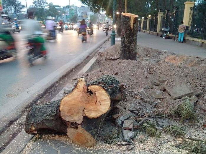 Chặt hạ cây tại đường Lê Duẩn trước đó